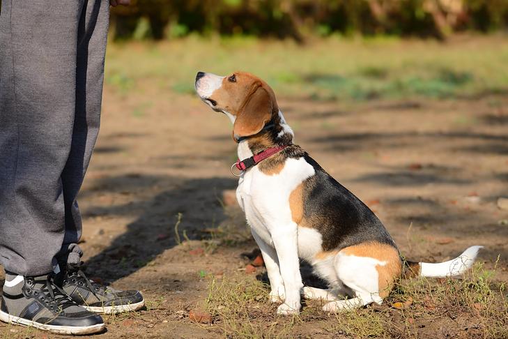 The best way to Incorporate Canine Coaching Video games Into Your Walks