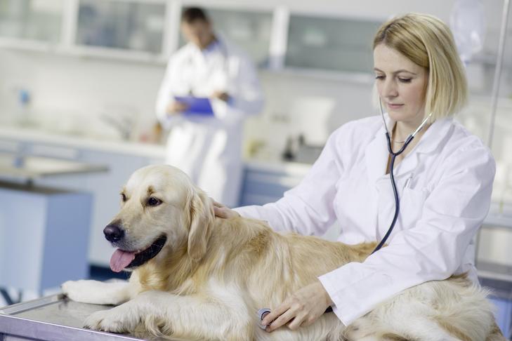 Ascites in Canine: Indicators, Signs, and Remedies