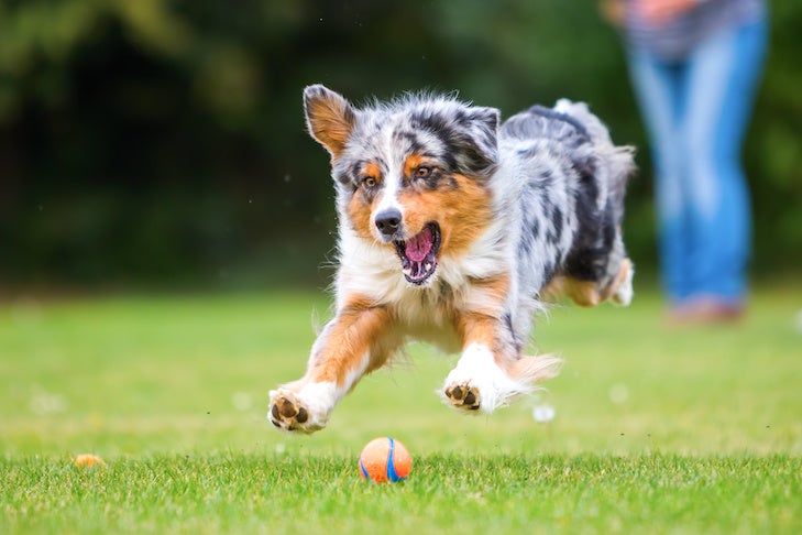 How A lot Train Does a Canine Want Each Day?