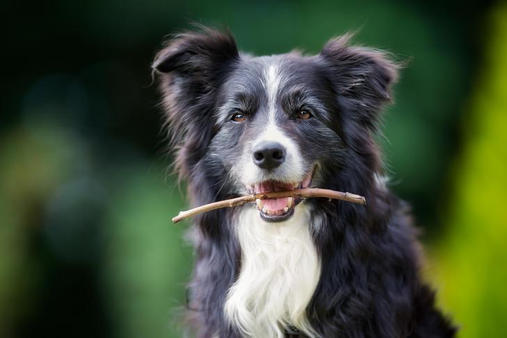 Is a Canine’s Mouth Cleaner Than a Human’s Mouth?