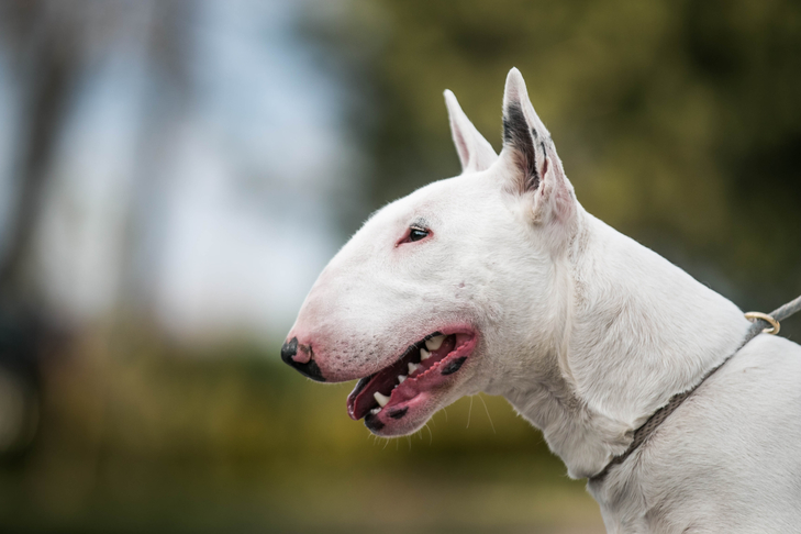 Details In regards to the Bull Terrier You Could Not Know