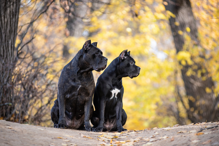 Is the Cane Corso the Proper Breed For Your Way of life?