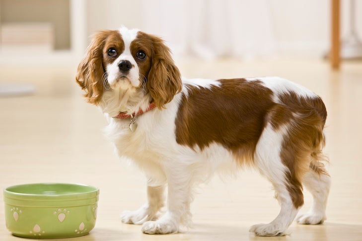 Methods to Change Your Canine’s Routine