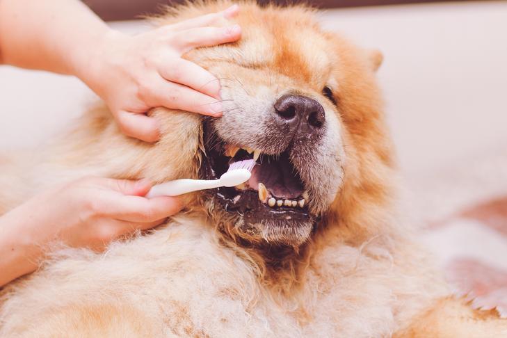 How one can Brush Your Canine’s Tooth and Why It is So Vital