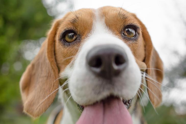 Is the Beagle the Proper Breed For Your Way of life? Be taught Extra