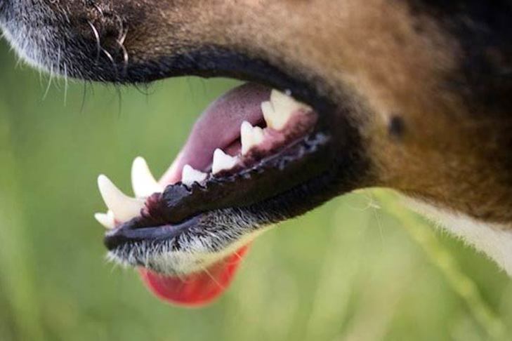 Tips on how to Take care of Your Canine When They Have a Unfastened Tooth