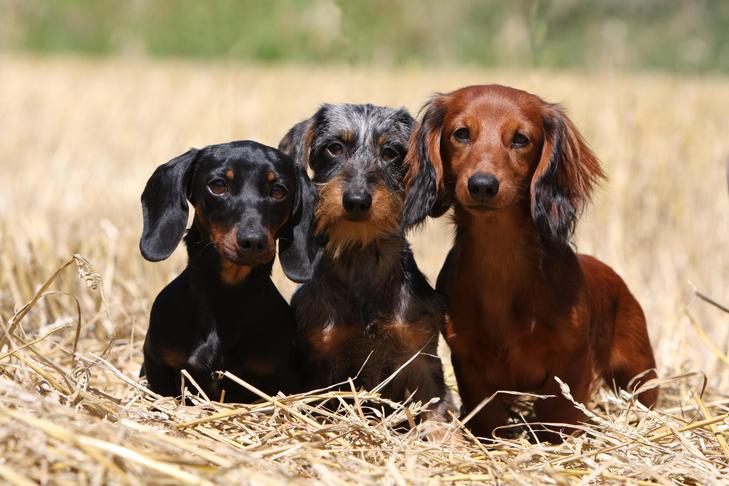 Is the Dachshund the Proper Breed For Your Life-style?