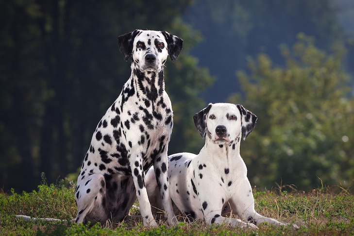 Is the Dalmatian the Proper Breed For Your Life-style?