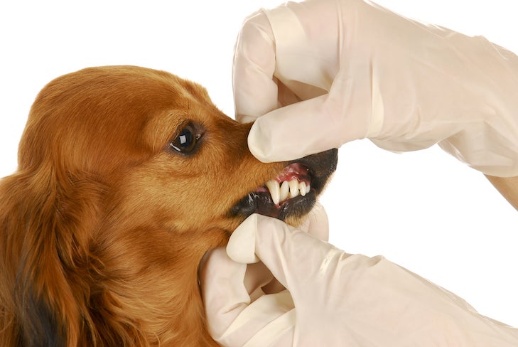 Do Small Canine Have Extra Dental Issues Than Massive Canine?