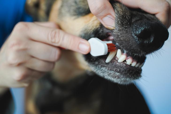 Rotten Canine Tooth: Indicators, Signs, and Therapies