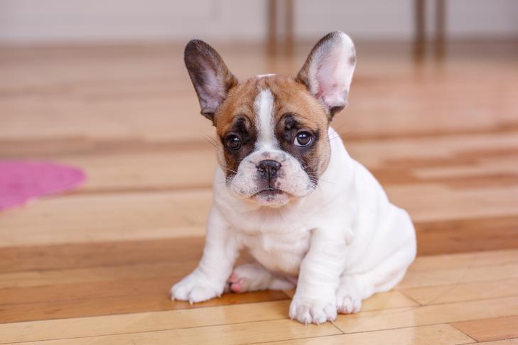 Is the French Bulldog the Proper Canine Breed For You?