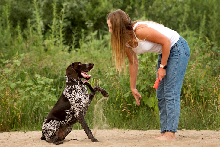 Widespread Canine Coaching Errors and The right way to Keep away from Them