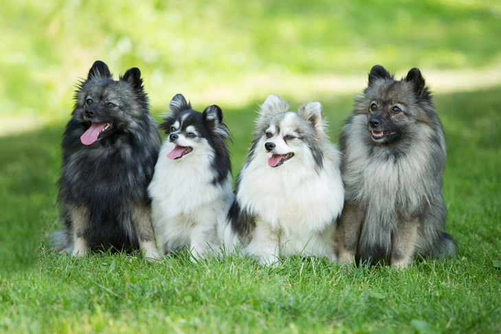 Information Concerning the German Spitz That You Could Not Know