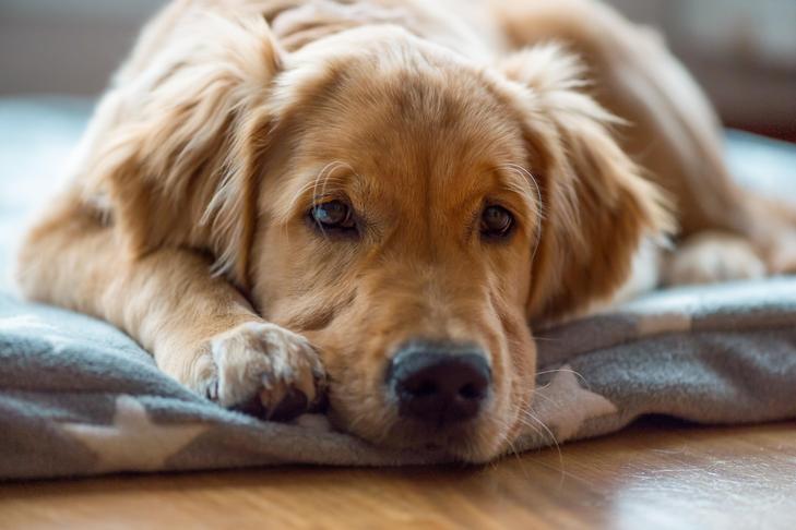 What Ought to You Do if Your Canine Ate a Dryer Sheet?