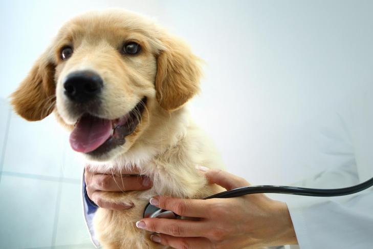 Lead Poisoning in Canines: Indicators, Signs, Therapies