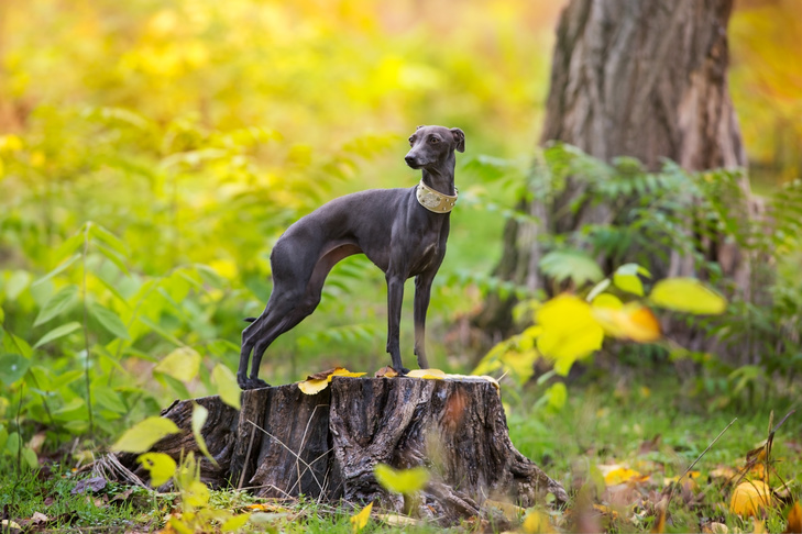 Italian Greyhound Historical past: The place the Breed Originated