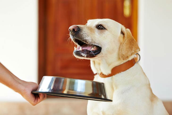 Selecting the Proper Canine Bowl for Your Canine