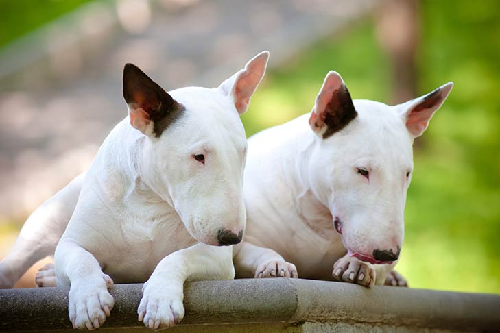 Miniature Bull Terrier Historical past in England and in the US as