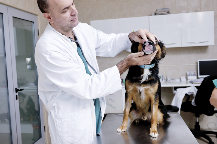 All the things You Must Know About Periodontal Illness in Canine