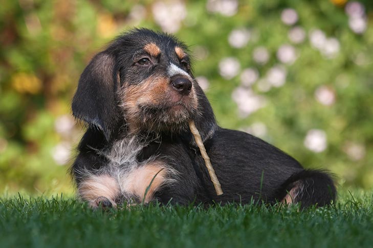 Discovering and Selecting the Proper Bully Sticks for Canine