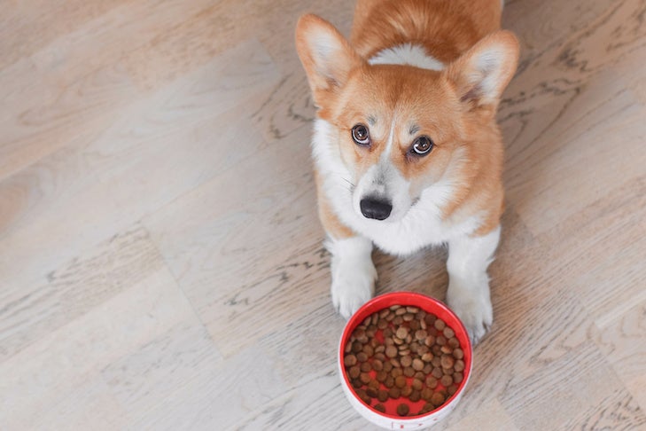 Easy methods to Know What’s Proper for Your Canine