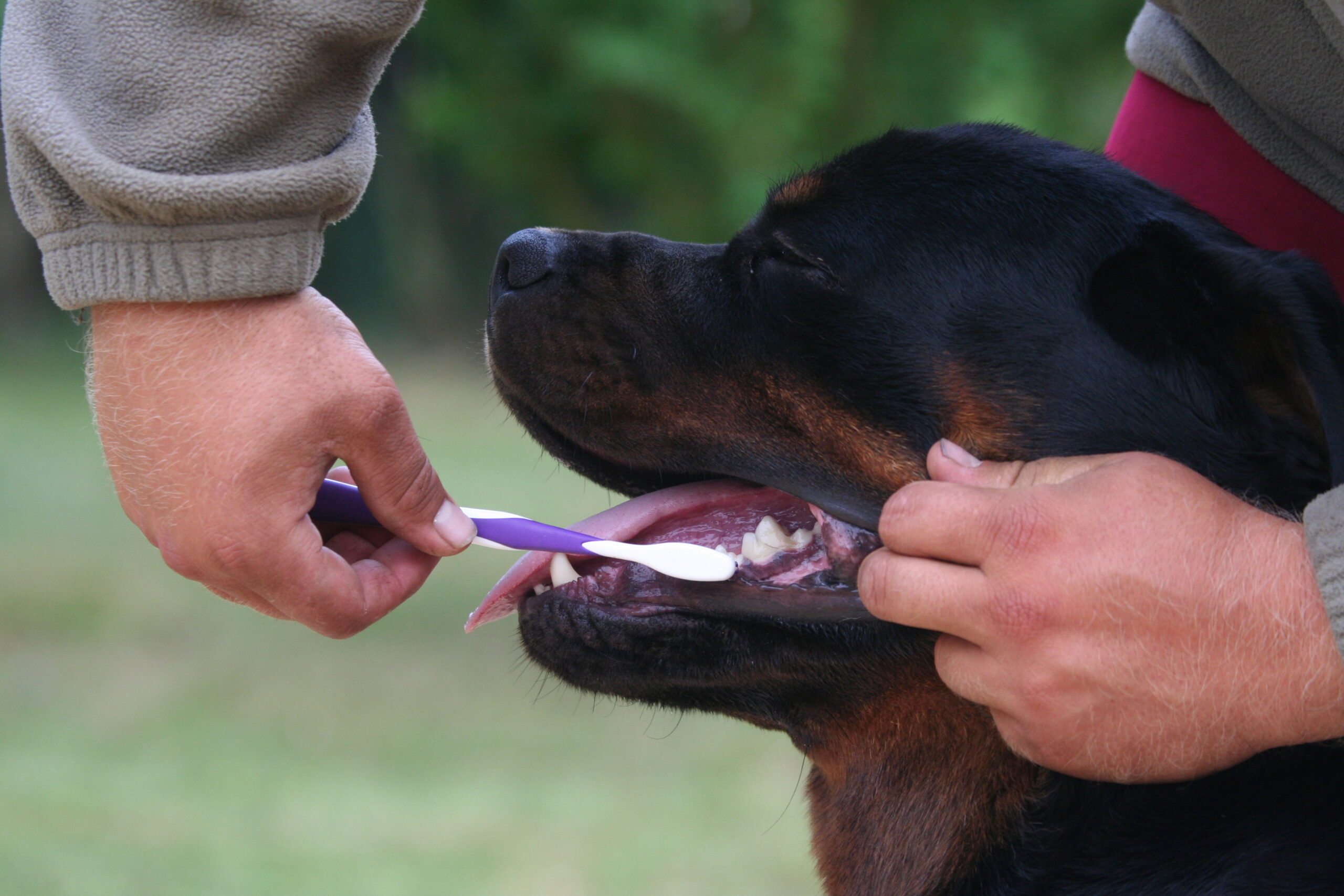 Why Does My Canine’s Breath Stink? Potential Causes for Dangerous Breath