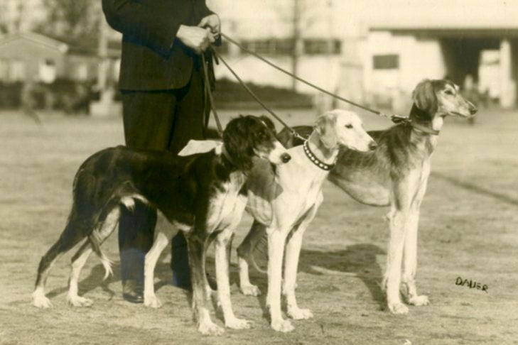 Get to Know the Sighthounds Breeds, From Afghan Hounds to Whippets