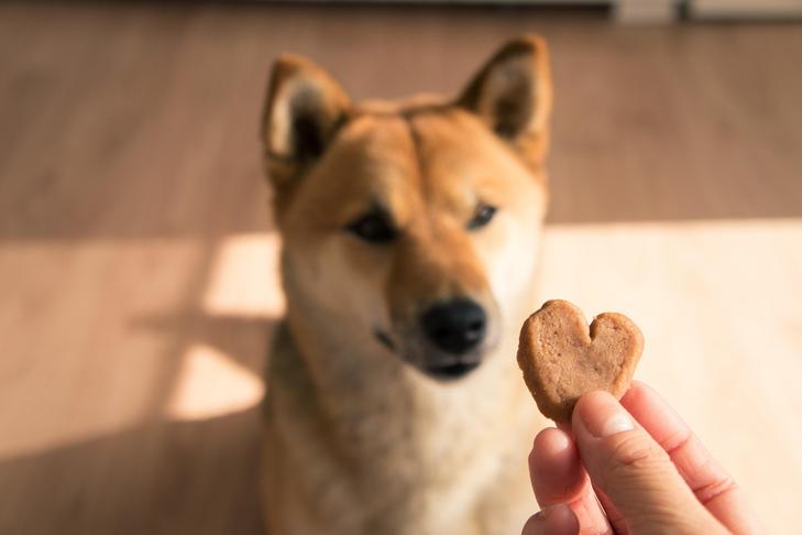 Can Canines Discuss With Buttons? Utilizing Soundboards to Talk