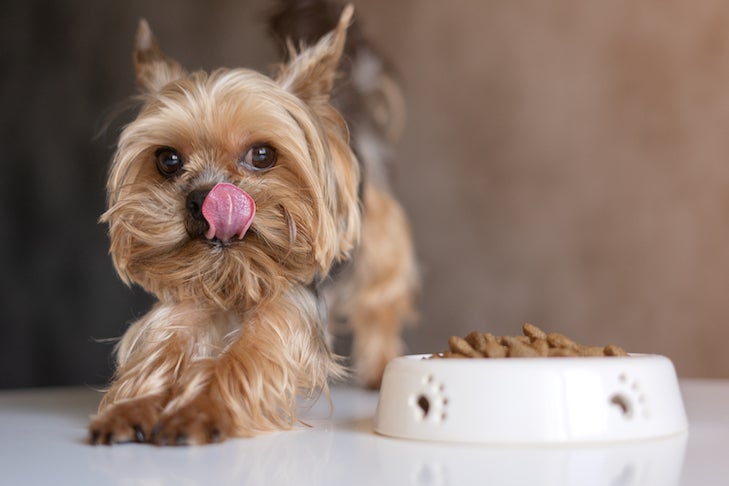 Select the Healthiest Dry Canine Meals for Your Canine