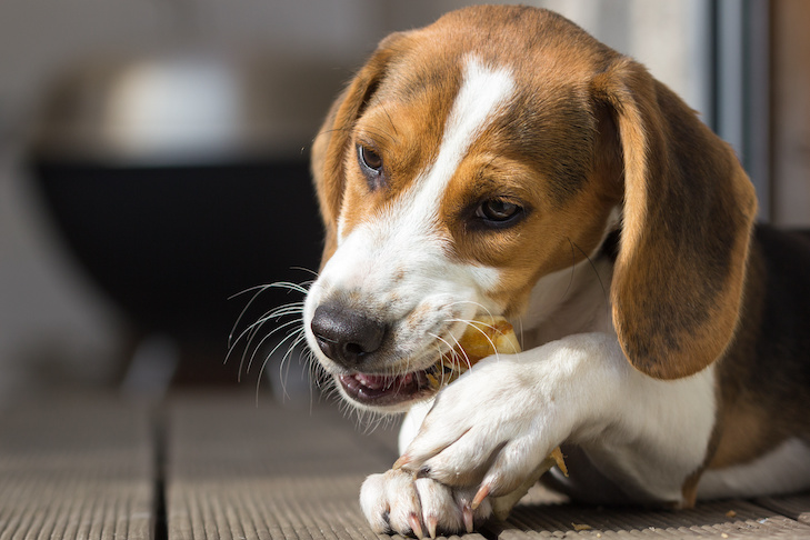 How you can Discover Secure and Efficient Dental Treats for Your Canine