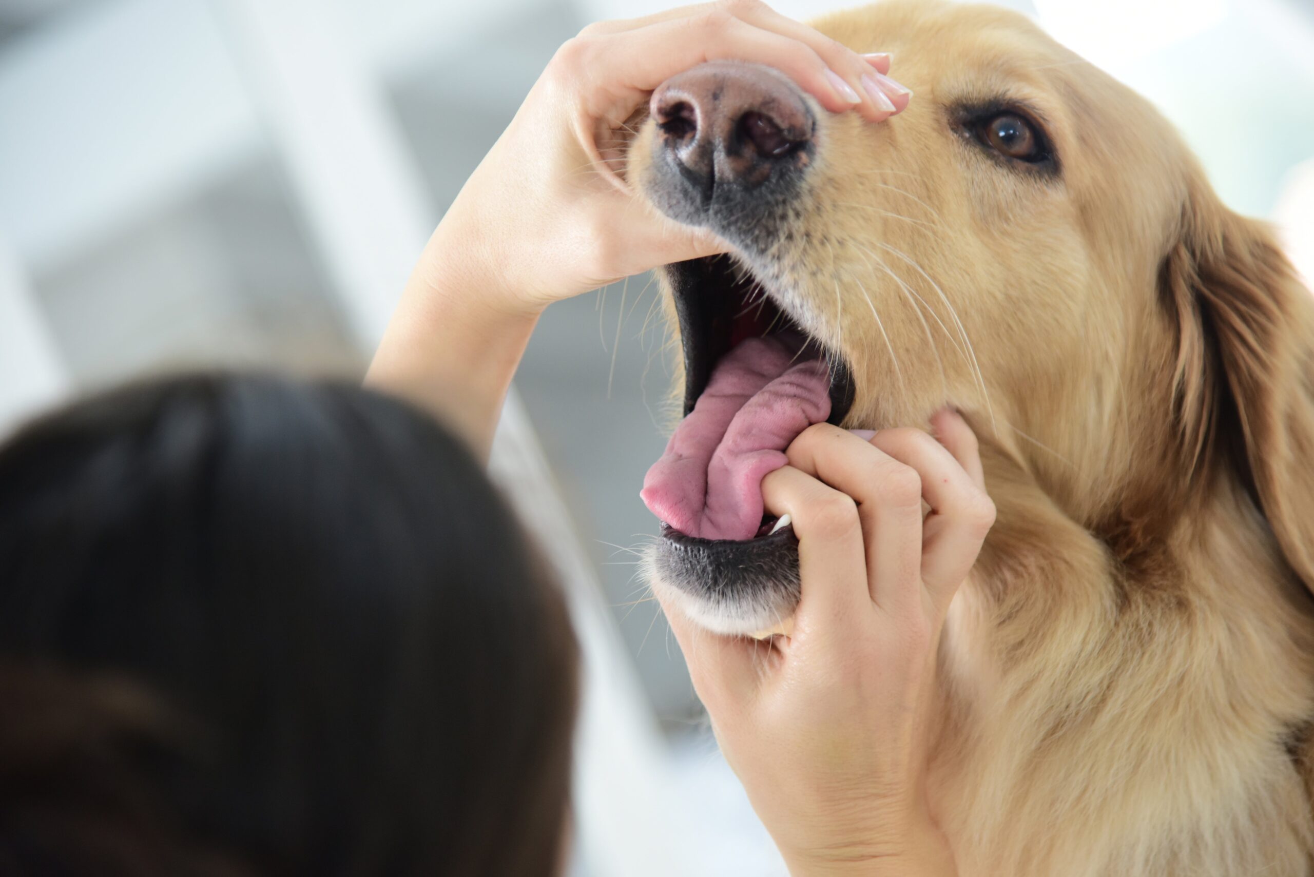 Useful Ideas for Protecting Your Canine’s Enamel Clear and Wholesome