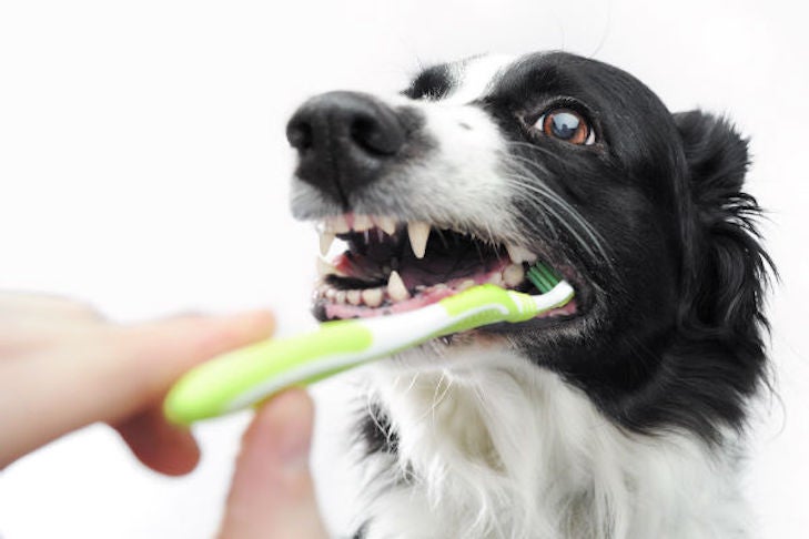 How To Maintain The Value Of Canine Oral Care Down